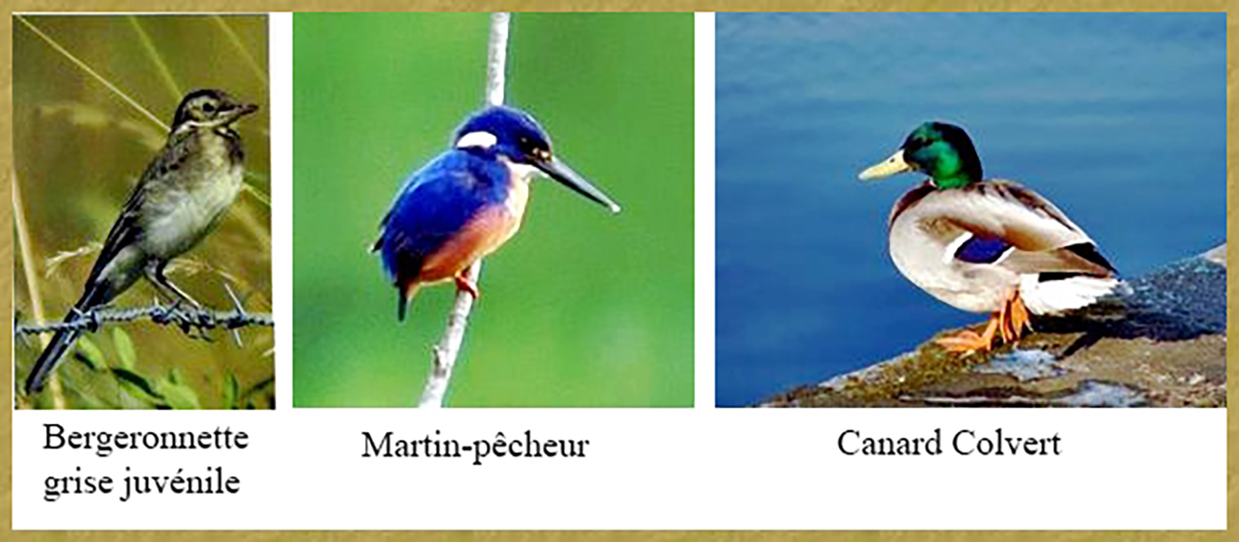 Oiseaux du Mortier - 